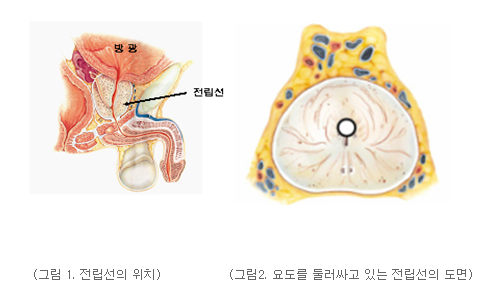 전립선1 전립선1