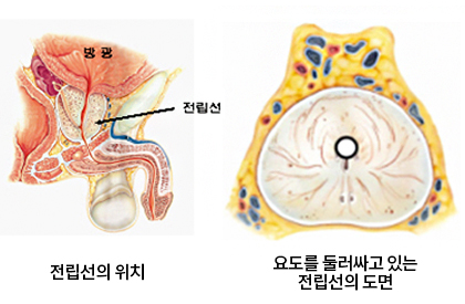 전립선의 위치, 요도를 둘러싸고 있는 접립선의 도면